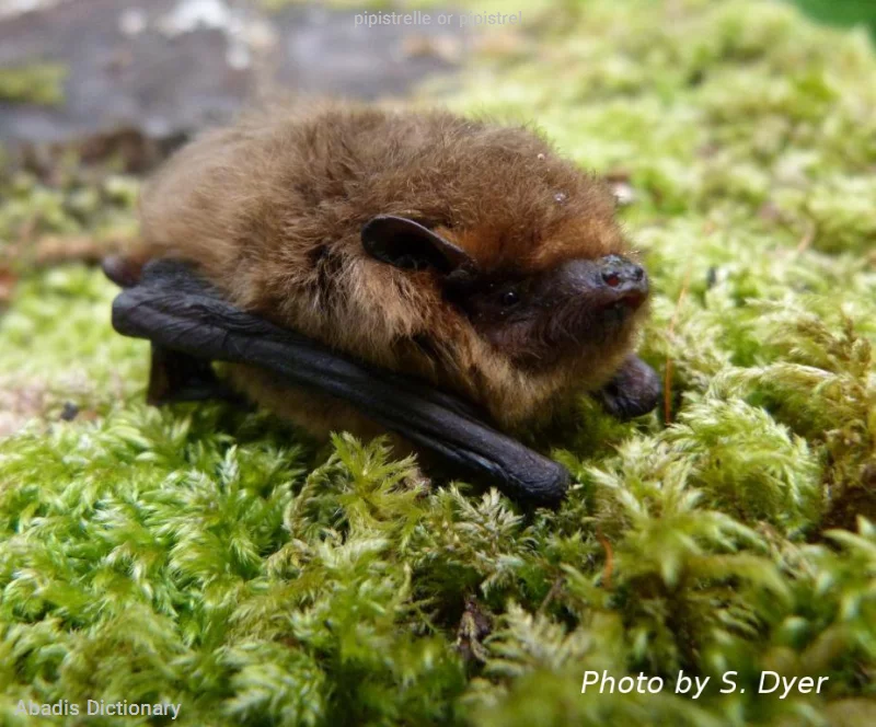 pipistrelle or pipistrel